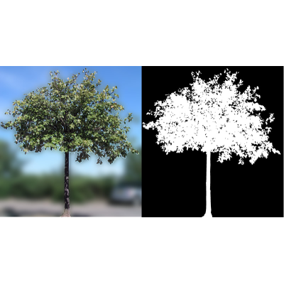 Fotografia de arbol para escenas 3d
