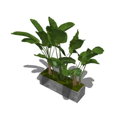 Plantas decorativas de interior texturizadas