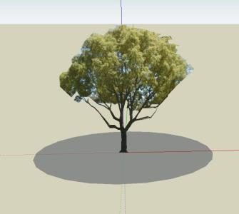 albero di acacia