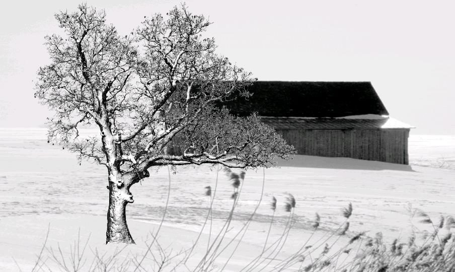 Árvore no inverno - 7