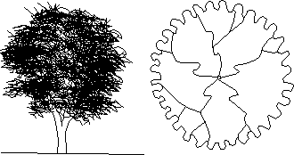 3-dorniger Akazienbaum