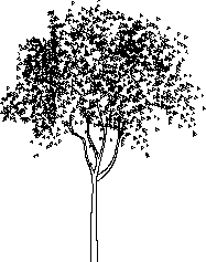albero di medie dimensioni