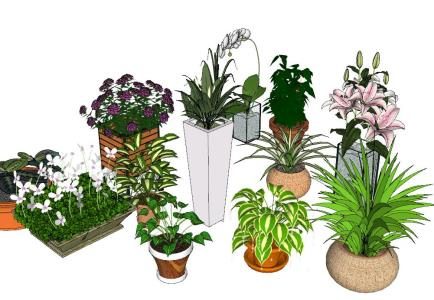 vasos de plantas