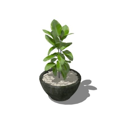 Plantas decorativas de interior texturizadas