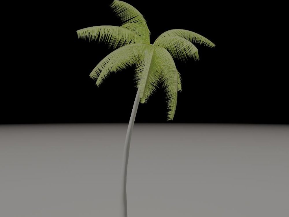 outdoor palm tree