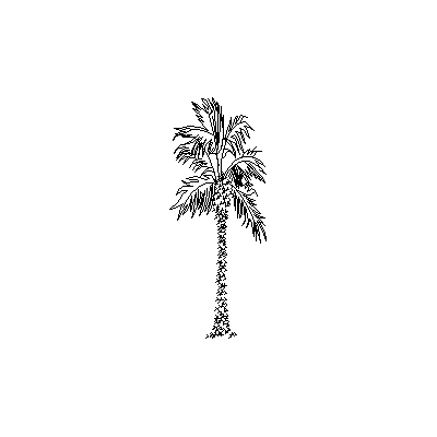 Palmera en Alzado Sutil