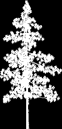 tree - conifer