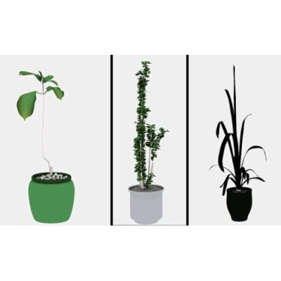 Plantas ornamentales