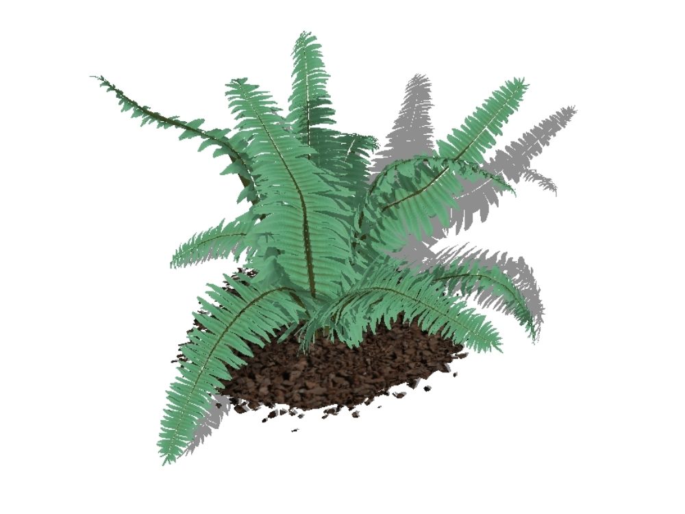 Plants for 3d gardens - ferns