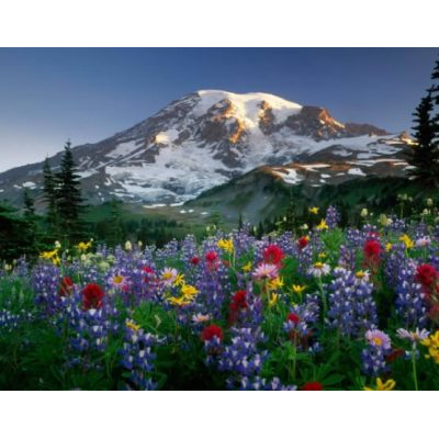 Paisaje Montanoso con Flora Vibrante