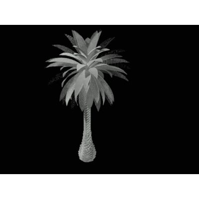 Palmera phoenix canariensis para el jardin