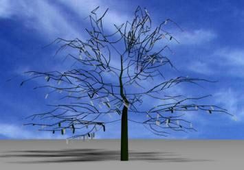 Tree without foliage 3d