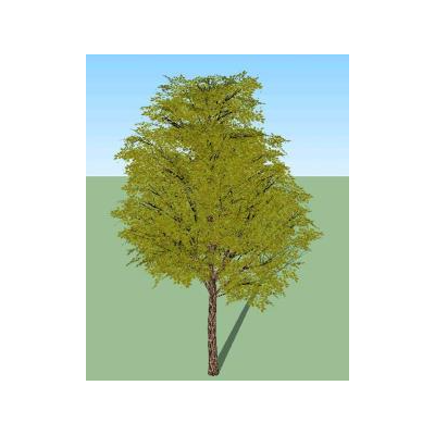 skp trees