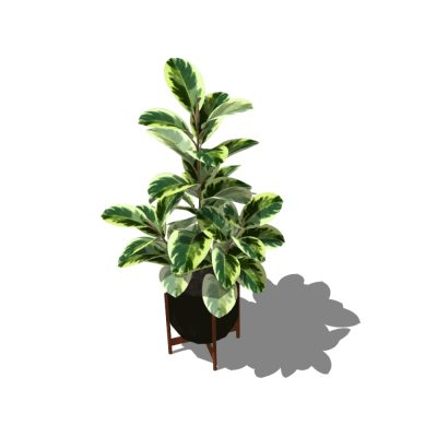 Plantas decorativas de interior texturizadas