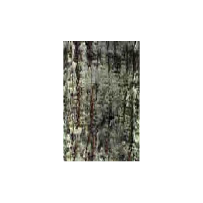 Textura arbol Rustico
