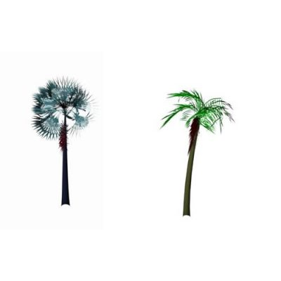 Palmeras