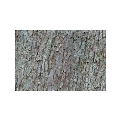 Texture della corteccia rustica