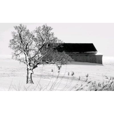 arbol Desnudo en Invierno