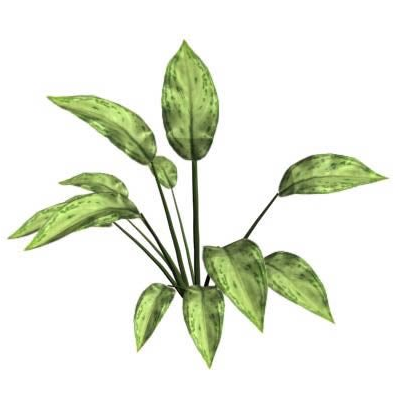 Aglaonema 3d