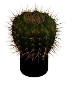 3D-Kaktus