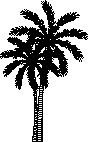 palmier en élévation