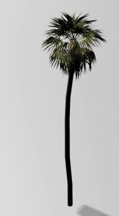 tall 3d palm tree