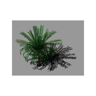 Palmera