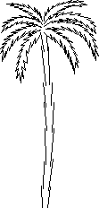 palm tree in elevation