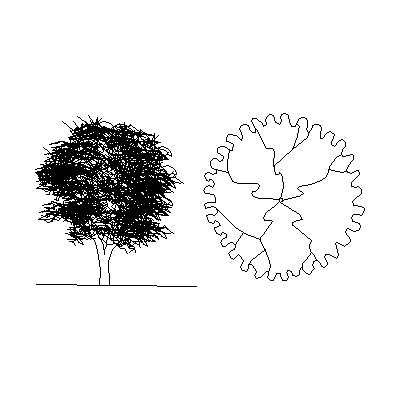 Arbol de acacia de 3 espinas
