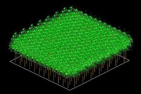 Forest plantation in 3d