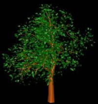 Baum in 3D 003