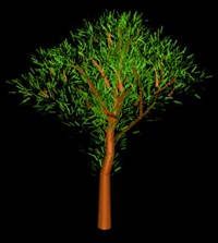 Baum in 3D 009