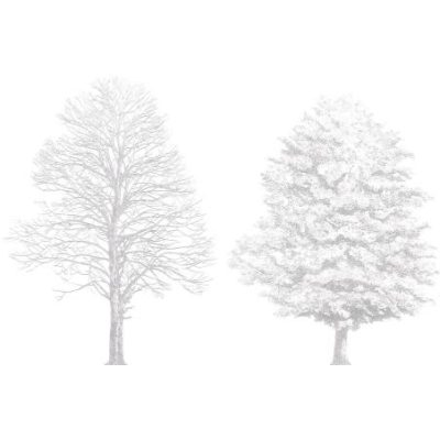 Tilia platyphyllos