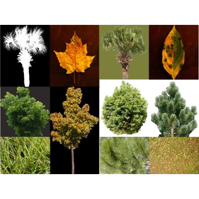Coleccion de Texturas Naturales