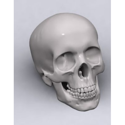 Craneo humano 3d