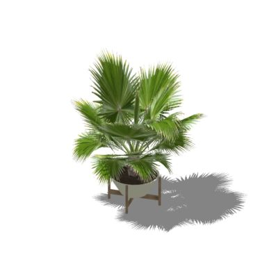 Plantas decorativas de interior texturizadas