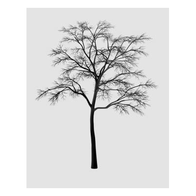 Elegante Arbol Desnudo 3D