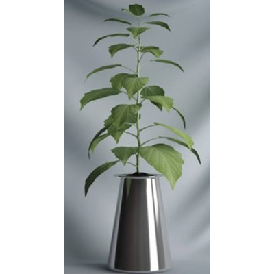 Plantas interiores