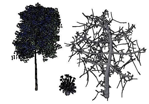 alberi in 3d
