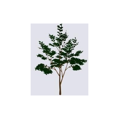 3d small tree
