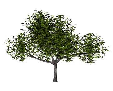 arbre 3d