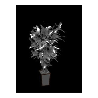Plantas