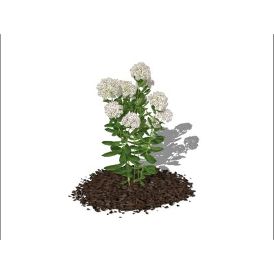 Plantas para jardines 3d  -  flores