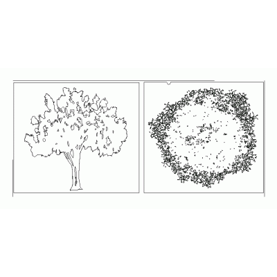 Arbol