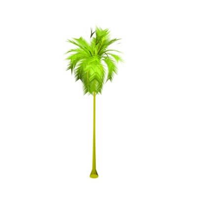 palmera