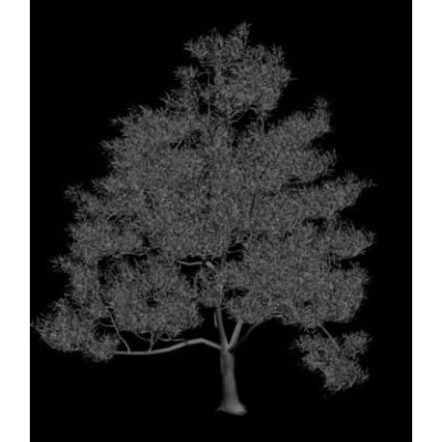Arboles 3d