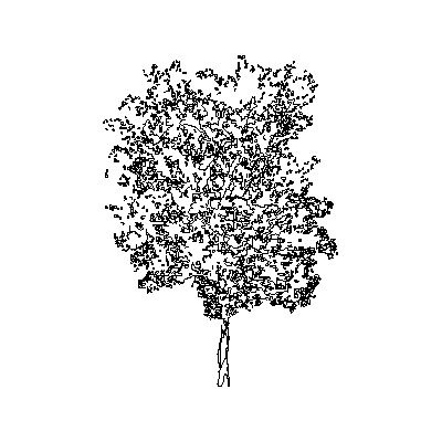 Arbol Medio en Alzado Detallado