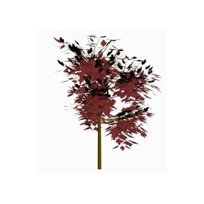 Arbol