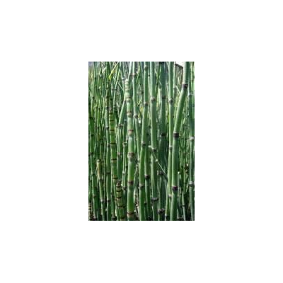 Bambu