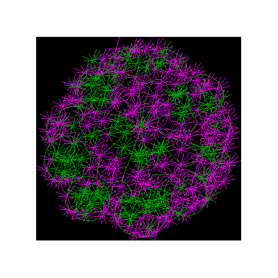 Bugainvillea